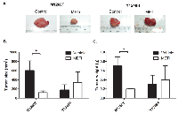 Figure 4:  Impact of METi treatment on the size and weight of liver tumors formed by NIH3T3 MET M1268T and  Y1248H cells. 