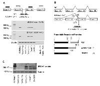 Figure 2:  Characterization of the new BRCA1 intronic mutation identified in the OV4485 cell line. 