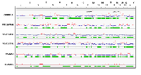 Figure 3:  Genomic landscape of the HGS cell lines. 