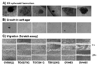 Figure 6:  In vitro  characterization of cell lines using diverse oncogenic assays. 