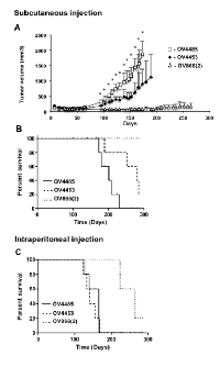 Figure 7:  In vivo  SCID mouse xenograft tumor formation. 