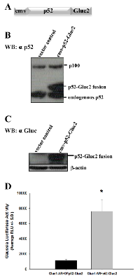 Figure 1: The vector containing fusion gene NF-κB2/ p52-Gluc2 expresses the fusion protein, and Gaussia  Luciferase is reconstituted due to p52 and androgen  receptor interaction. 