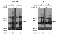 Figure  8:  Effect  of  AR/p52-02  on  stability  of  AR. 