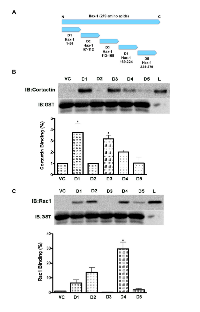 Figure 4:  Hax-1 interacts with cortactin and Rac1 via distinct regions. 