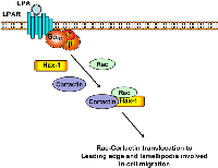 Figure 8:  Schematic model for the scaffolding function of Hax-1. 