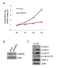 Figure 1: Knock-down of WWP2 inhibits cell  proliferation.  (A) 