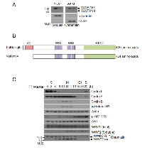 Figure 2:  Expression of WWP2 transcription variant during the cell cycle.  (A) 