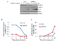 Figure 3:  Knock-down of WWP2 arrests  cells in M phase.  (A) 