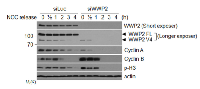 Figure 4:  WWP2 is important for  regulating mitotic progression. 