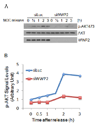 Figure 5:  WWP2 regulates Akt activation during the  cell cycle.  (A) 