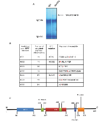 Figure 2:  Endogenous MeCP2 is acetylated at key lysine residues. 