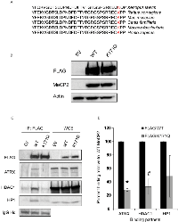 Figure 3:  K171 acetylation affects MeCP2’s interaction with its binding partners. 