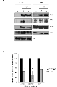 Figure 4:  Pharmacological inhibition of SIRT1 decreases MeCP2’s interaction with ATRX and HDAC1. 