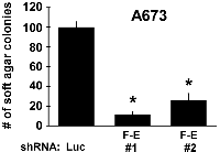 Figure 4:  FLI-1-EWS is essential for anchorage-independent growth of Ewing sarcoma cells. 