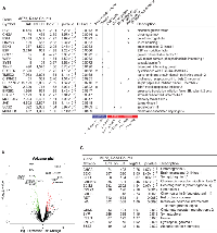 Figure 5:  Gene expression changes in FLI-1-EWS-silenced A673 cells. 