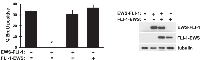 Figure 7:  FLI-1-EWS abrogates the proliferation arrest induced by EWS-FLI-1 in mesenchymal stem cells. 