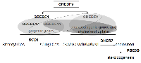 Figure 1: Schematic representation of relative transcriptional activities of SREBFs in association with cholestrerogenic/ lipogenic target genes. 