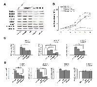 Figure 5:  Effects of inhibition of AKT, MAPKK and EGFR activity in CRBP-1+ A549 cells. 