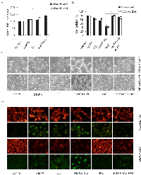 Figure 5:  ROS production contributes to 3-BrPA- and CQ-induced cell death in breast cancer cells. 