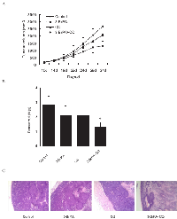 Figure 6:  CQ enhanced the anti-tumor ability of  3-BrPA in nude mice. 