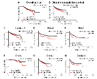 Figure 3:  MMP3 association with outcome in breast carcinoma. 