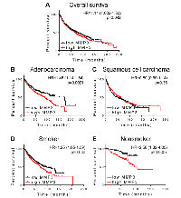 Figure 4:  MMP3 association with survival in lung cancer. 