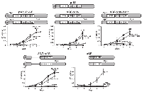 Figure 1: Restoration of factor independent growth of loss of function mutants of p185BCR/ABL by mutation T315I. 