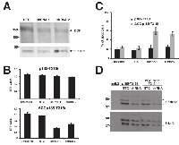 Figure 4:  Role of endogenous BCR in the resistance of T315I mutation. 