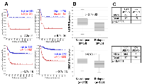 Figure 1: Neuroblastoma Patient Outcomes Based on UBE4B Expression. 