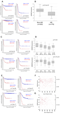 Figure 2:  Neuroblastoma Patient Outcomes Based on UBE4B  Expression and Known Neuroblastoma Prognostic  Factors. 