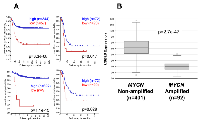 Figure 3:  Neuroblastoma Patient Outcomes Based on UBE4B  Expression and MYCN  Amplification. 