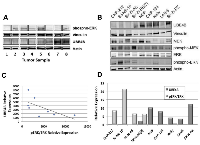 Figure 7:  UBE4B, MEK, and ERK Expression in Neuroblastoma Tumor Cell Lines and Tissue Samples. 