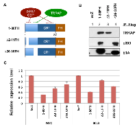 Figure 5:  p300/CBP and TRRAP are involved in transcriptional repression of MYC by E1A 1-80. 