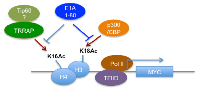 Figure 7:  Potential model of transcriptional repression of the MYC promoter by E1A 1-80. 