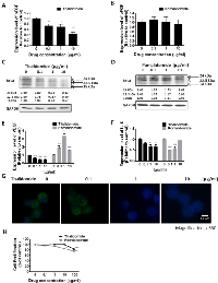 Figure 1: Effect of thalidomide or pomalidomide on bFGF, VEGF and IL-6 expression in RPMI8226 cells. 