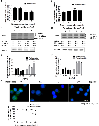 Figure 2:  Effect of thalidomide or pomalidomide on bFGF, VEGF and IL-6 expression in U266 cells. 