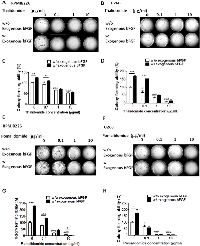 Figure 3:  Effect of thalidomide or pomalidomide on AIG and its recovery in the presence of exogenous bFGF. 