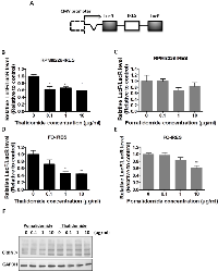 Figure 5:  Comparison the effects of thalidomide or pomalidomide on bFGF-IRES activity and CRBN ubiquitination. 