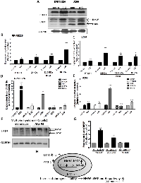 Figure 6:  Expression of bFGF increases concurrent with PTCH1 upon AIG cultivation and passage in MM cells. 