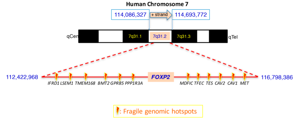 Genes & Cancer | The untold stories of the speech gene, the