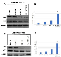 Figure 3:  Effect of CFM-4.16 plus cisplatin on CisR/MDA-231 and CisR/MDA-468 TNBC cells. 
