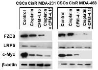 Figure 5:  Effect of CFM-4.16 plus cisplatin treatment on the expression of FZD8, LRP6 and c-Myc in CisR/MDA-231  and CisR/MDA-468 derived cancer stem cells. 