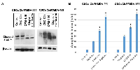 Figure 6:  CFM-4.16 plus cisplatin increases PARP-cleavage and apoptosis in CisR/MDA-231 and CisR/MDA-468  derived cancer stem cells. 
