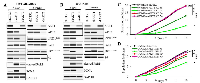 Figure 2:  Evaluation of distinct roles of AKT isoforms in ovarian tumors expressing sfRon. 