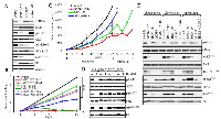 Figure 3:  The sfRon pathway inhibition kinetics. 