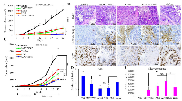 Figure 5:  Evaluation the efficacy of AD80 and/or BMS777607 compounds vs.  chemotherapy in ovarian tumor models  expressing sfRon. A. 