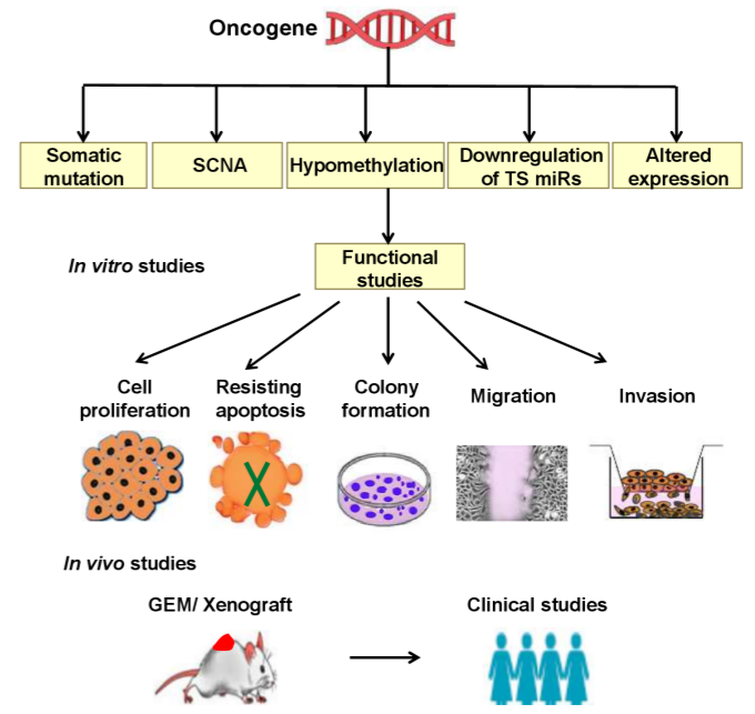 Downregulation of microRNA-34 induces cell proliferation and