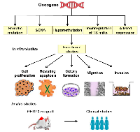 Figure 1: Schematic representation of the mechanism of alteration and characterization of oncogenes. 