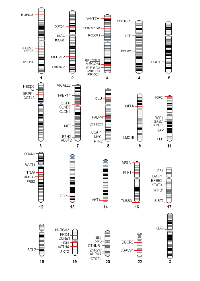 Figure 2: Chromosomal mapping of oncogenes in HGSOC. 