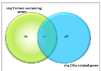 Figure 5:  Venn Diagram of Cilia-related Genes  Mapping to Chr 16q. 